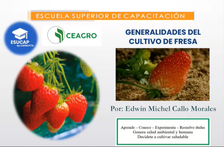 Introducción al manejo integral del cultivo de fresa